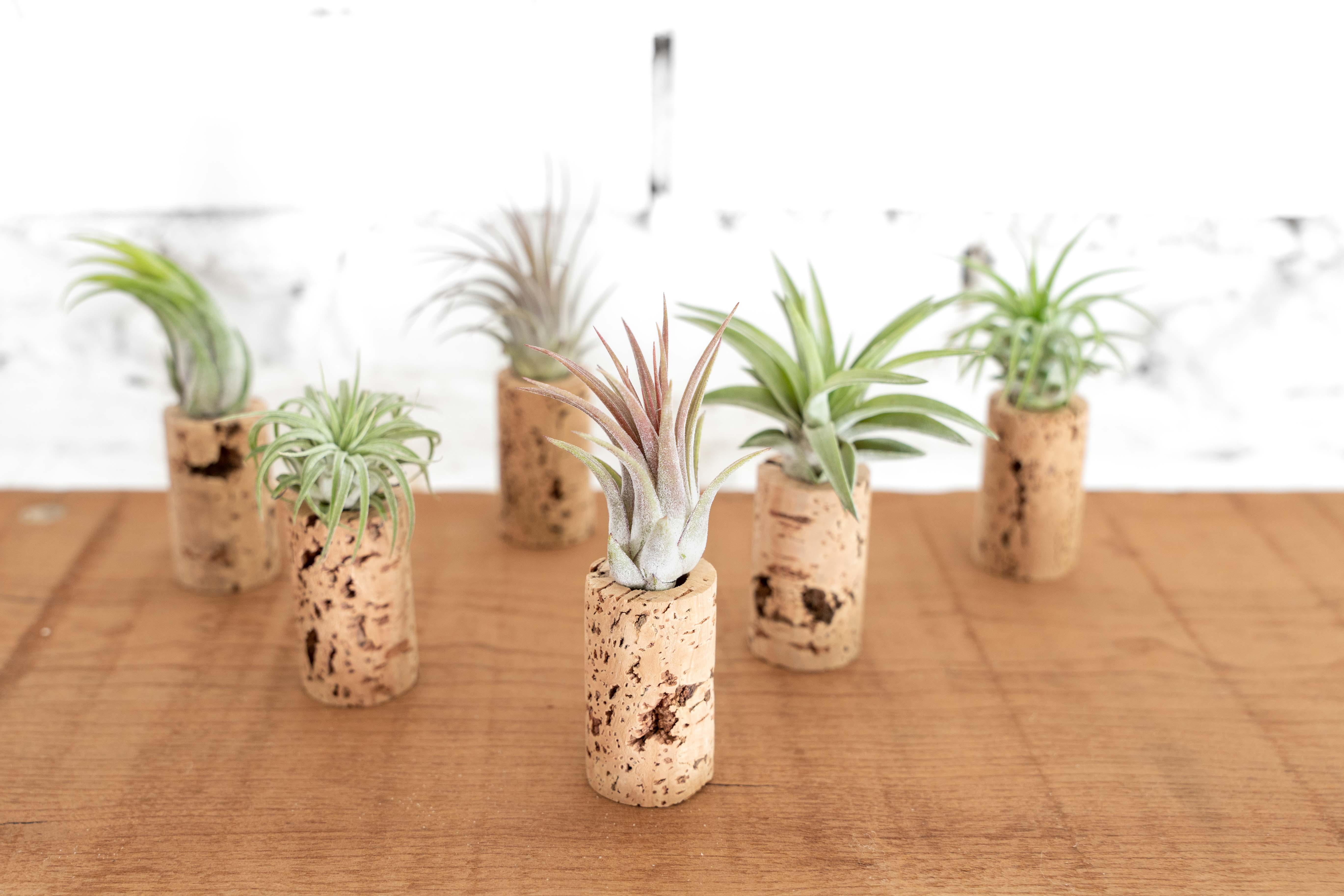 Wine Cork Planter with Tillandsia Air Plants - Image 7