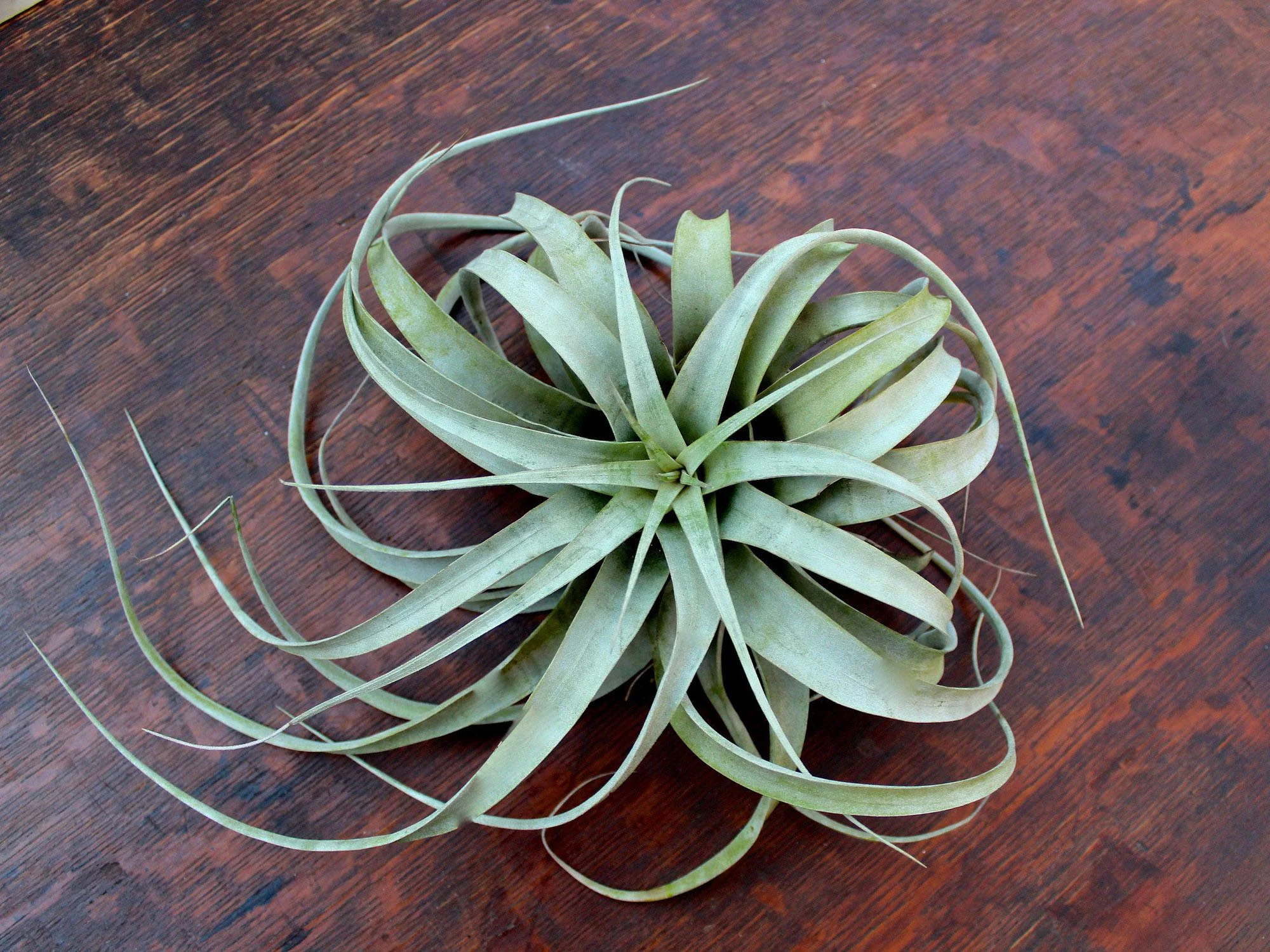 Tillandsia Xerographica Plant-O-Gram Gift - Image 3