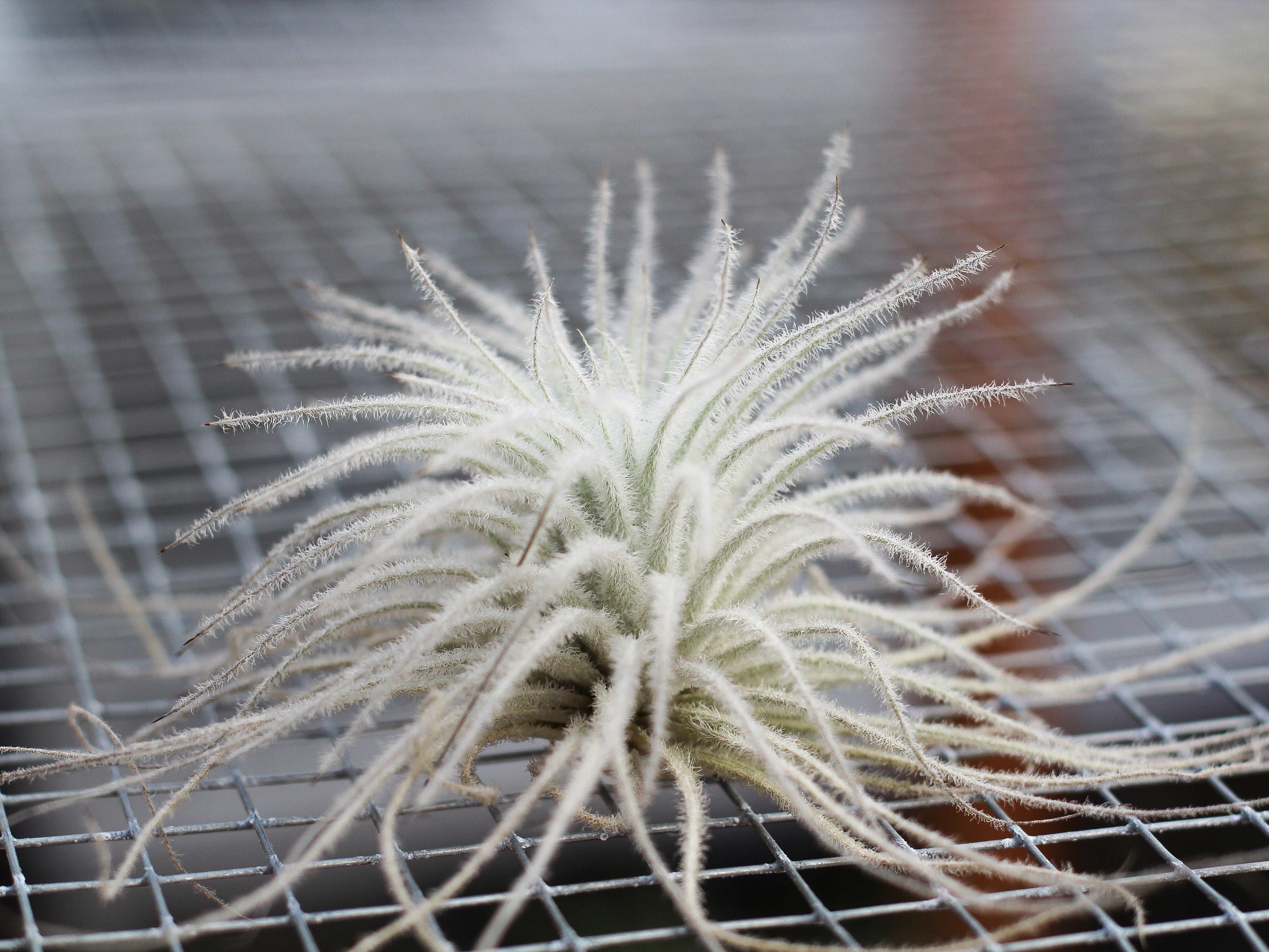 XL Tillandsia Tectorum Ecuador Air Plant