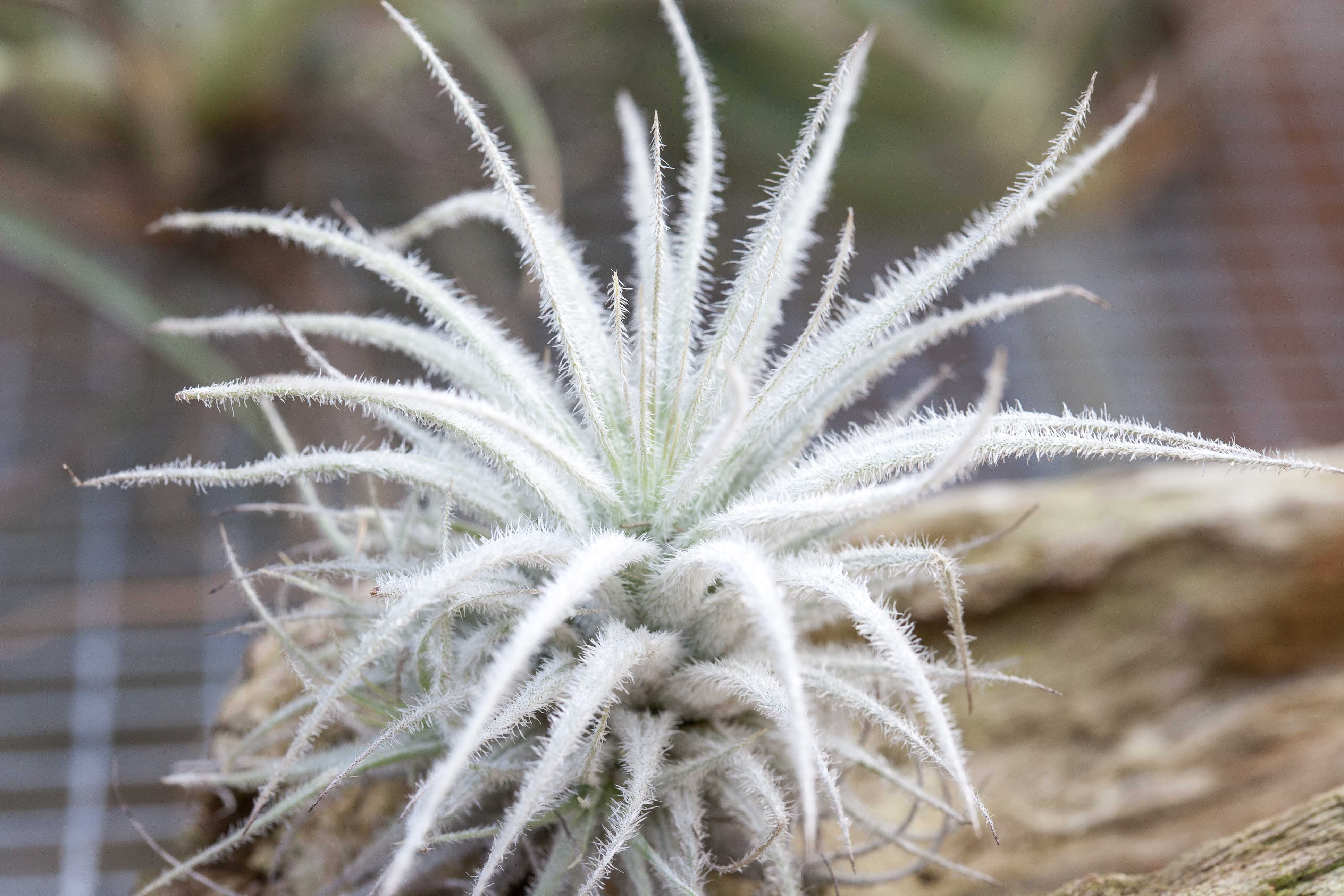 XL Tillandsia Tectorum Ecuador Air Plant - Image 2