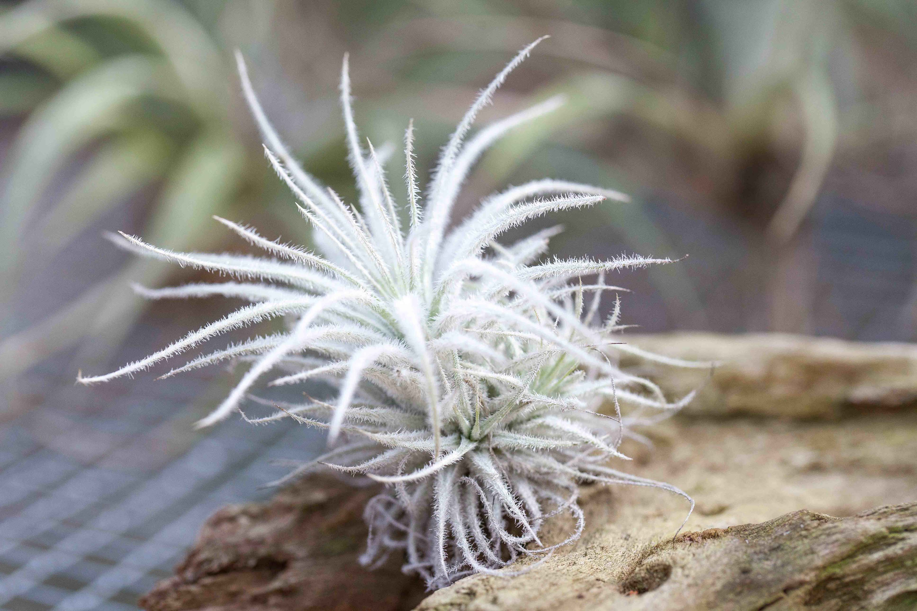XL Tillandsia Tectorum Ecuador Air Plant - Image 4