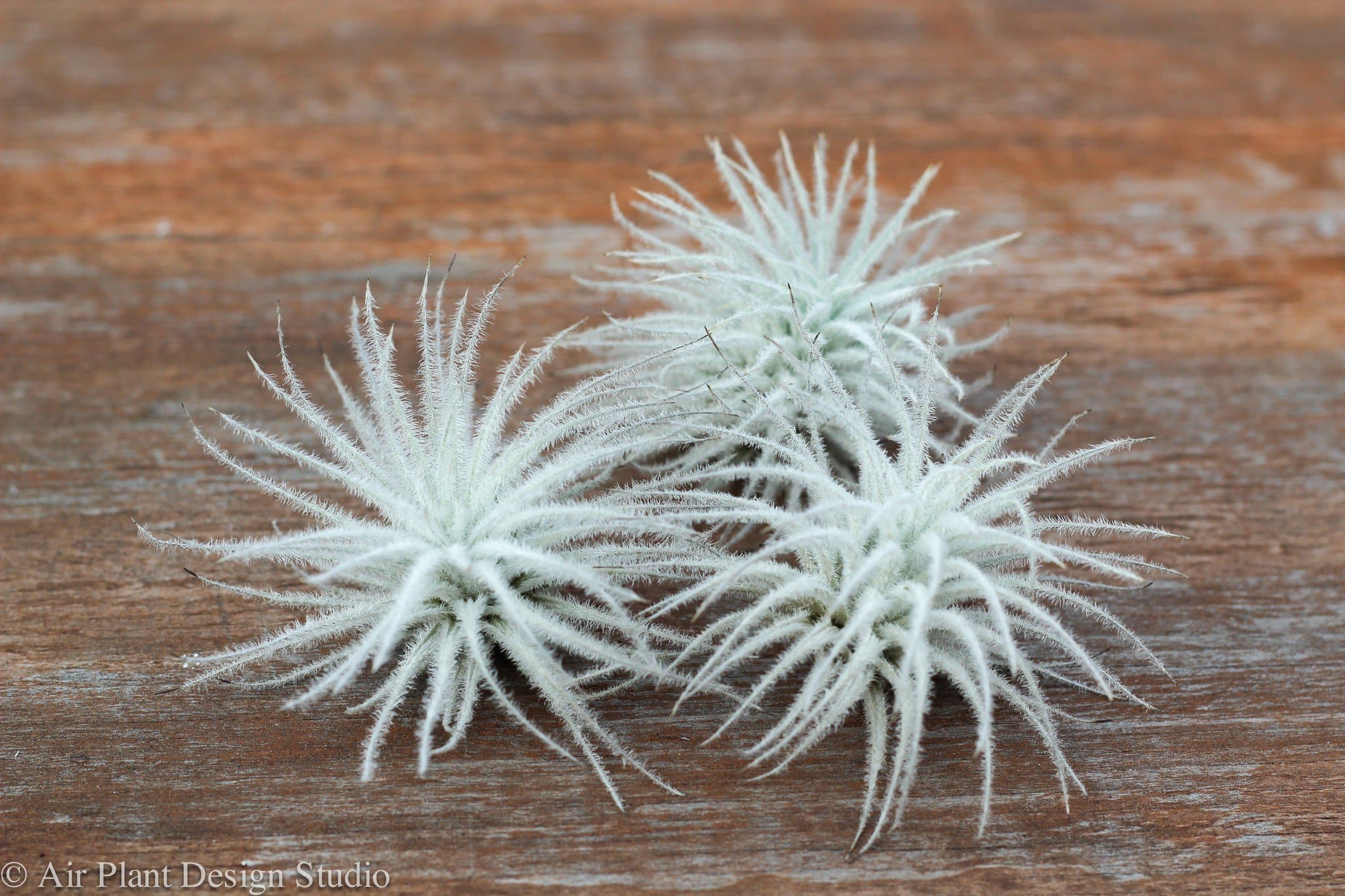 XL Tillandsia Tectorum Ecuador Air Plant - Image 6